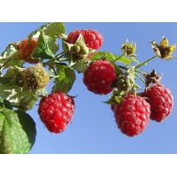 Framboos (Rubus idaeus'Malling Promise') 