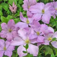 Clematis'Madame Baron Veillard' 