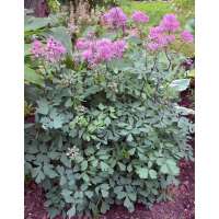 Thalictrum aquilegifolium