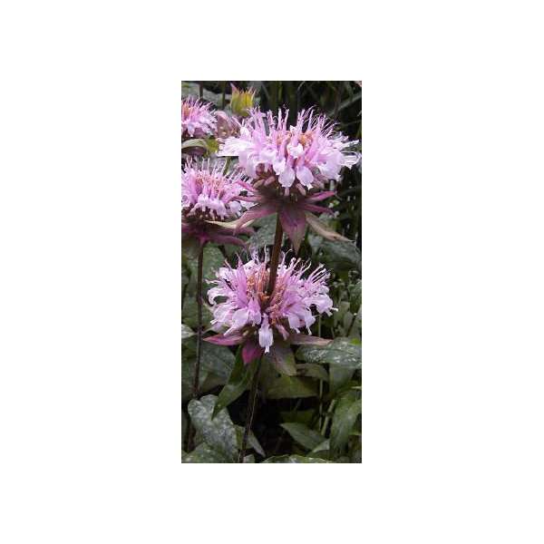 Monarda'Fishes'