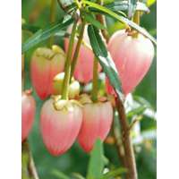 Crinodendron hookerianum'Ada hofman' 