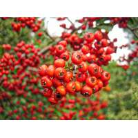 Crataegus opaca'Big Red' 