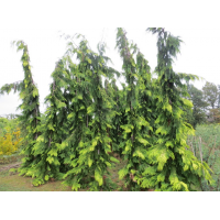 Chamaecyparis lawsoniana'Filip's golden Tears' 