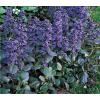 Ajuga reptans'Catlin's Giant'