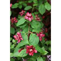 Calycanthus raulstonii'Hartlage Wine' 