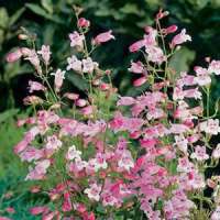 Penstemon'Evelyn'