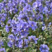 Polemonium yezoense'Bressingham Purple'