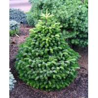 Abies nordmanniana'Dobrochovice' 
