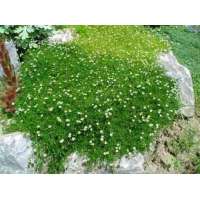 Sagina subulata'Senior' 