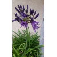 Agapanthus'Purple Cloud'