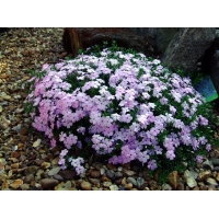Phlox douglasii'Lilac Cloud'