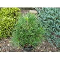 Pinus sylvestris'Xawery' 