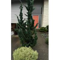 Chamaecyparis lawsoniana'Wissel's Saguaro' 