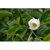 Stewartia pseudocamelia 
