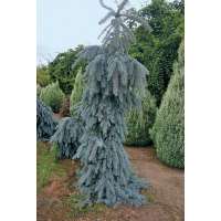 Picea pungens'The Blues' 