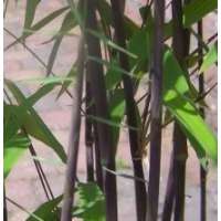 Fargesia nitida'Black Pearl' 