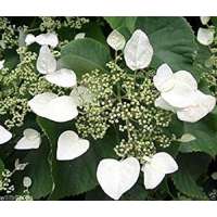Schizophragma hydrangeoides'Moonlight' 