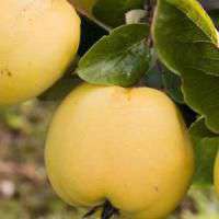 Cydonia oblonga'Leskovacka' 