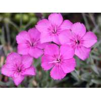 Dianthus gratianopolitanus'Blauigel'