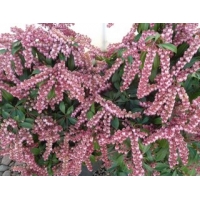 Pieris japonica'Katsura' 