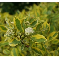 Cornus alba'Spaethii' 