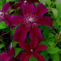 Clematis'Huvi' 