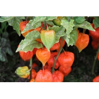 Physalis alkekengi'Franchetii'