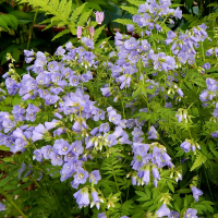 Polemonium reptans