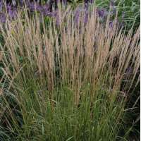 Calamagrostis acutiflora'Waldenbuch'