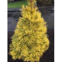 Pinus sylvestris'Meffengowd' 