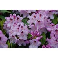 Rhododendron'Blue Jay' 