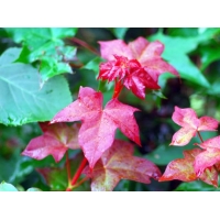 Acer cappadocicum'Rubrum' 