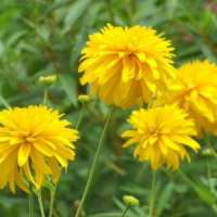 Rudbeckia laciniata'Goldquelle' 