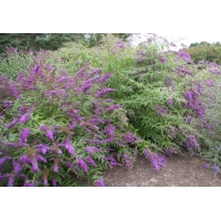 Buddleja davidii'Border Beauty' 