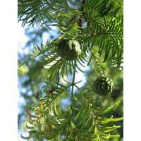 Metasequoia glyptostroboides 