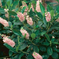 Clethra alnifolia'Pink Spire' 
