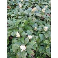 Pachisandra terminalis'Green Carpet'