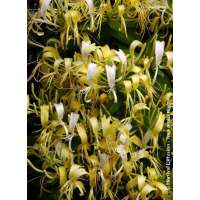 Lonicera similis delayavi 