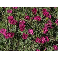 Dianthus gratianopolitanus'Rotkäppchen'