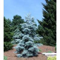 Abies concolor'Blue Cloak' 
