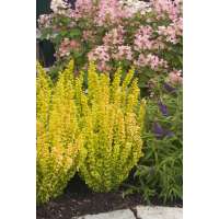 Berberis thunbergii'Yellow tower' 