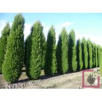 Cupressocyparis leylandii'blue Jeans 