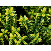 Hebe odora'New Zeeland Gold' 