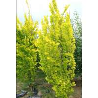 Ulmus hollandica'Wredei' 