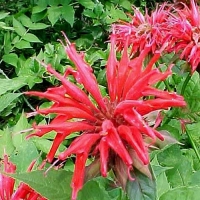 Monarda'Gardenvieuw Scarlet' 