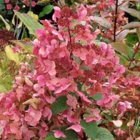 Hydrangea paniculata'Wim's Red' 