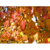 Pyrus communis'Beech Hill' 