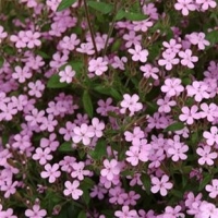 Saponaria lempergii'Max Frei'