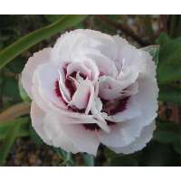 Dianthus plumerius'Cranmere Pool'