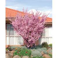 Prunus x blireana 